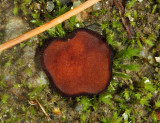 Trichophaea brunnea