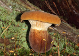 Tapinella atrotomentosa (velvet roll-rim)