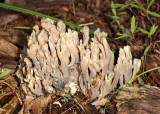 Ramaria fennica