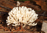 Tremellodendron schweinitzii