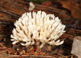 Jellied False Coral Fungus - Sebacina schweinitzii 