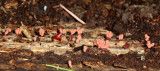 Arcyria sp. (denudata?)