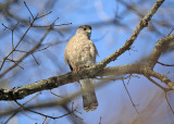 Coopers Hawk - Accipiter cooperii 