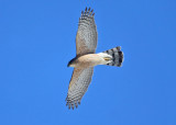 Coopers Hawk - Accipiter cooperii