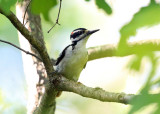 Hairy Woodpecker - Picoides villosus