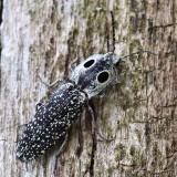 Eyed Click Beetle - Alaus oculatus