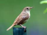 House Wren - Troglodytes aedon