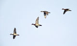 Wood Duck - Aix sponsa