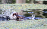North American Beaver - Castor canadensis (tail slap & dive)