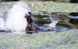 North American Beaver - Castor canadensis (tail slap & dive)