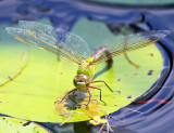 Common Green Darner - Anax junius (laying eggs)