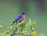 Eastern Bluebird - Sialia sialis