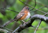 Eastern Towhee - Pipilo erythrophthalmus (female with eye problems)