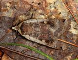 11003.1 - Large Yellow Underwing - Noctua pronuba