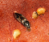 Pseudanostirus hieroglyphicus (feeding on a mushroom)