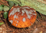 Tapinella atrotomentosa (velvet roll-rim)