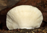 Tyromyces chioneus (Cheese Polypore)