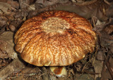 Boletus hortonii