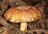 Boletus hortonii