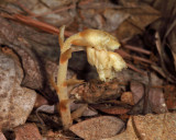Hypopitys monotropa (Yellow Pine Sap)