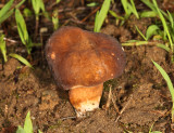 Boletus affinis