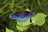 Red-spotted Purple - Limenitis arthemis