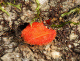 Crepidotus cinnabarinus