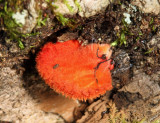 Crepidotus cinnabarinus