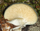 Clitocybe odora