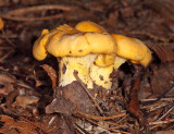 Cantharellus cibarius