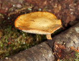 Polyporus varius