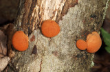 Daldinia concentrica (Coal Fungus)