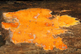 Haplopilus salmonicolor