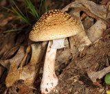 Amanita rubescens (The Blusher)