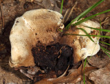 Phellodon alboniger
