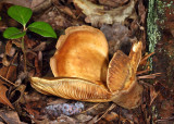 Tapinella atrotomentosa (velvet roll-rim)