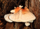 Laetiporus cincinnatus