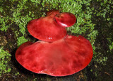 Fistulina hepatica (Beefsteak Fungus)