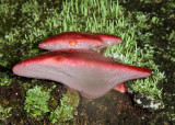 Fistulina hepatica (Beefsteak Fungus)