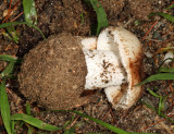 Amanita volvata