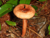 Lactarius camphoratus (Curry-scented Milkcap)