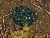 Leotia atrovirens (Green Jelly Babies)