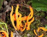 Clavulinopsis aurantiocinnabarina