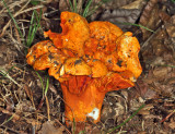 Hypomyces lactifluorum (The Lobster Mushroom)