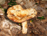 Russula fragrantissima