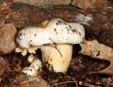 Russula compacta