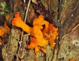 Tremella sp. on oak