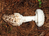 Amanita cokeri