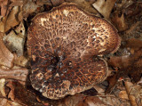 Sarcodon scabrosus