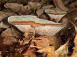 Hydnellum spongiosipes